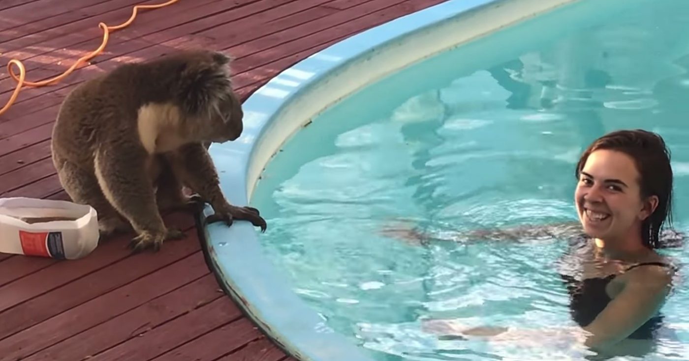 Koala se ušuljala u dvorište kako bi zamolila djevojku za poljubac