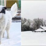 Pas spasio dječaka (2) kojeg je majka ostavila
