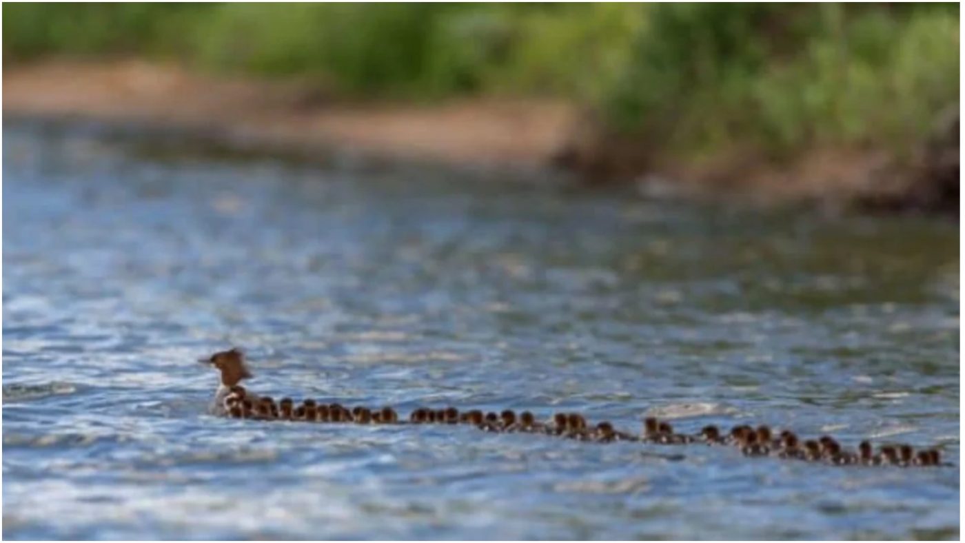Ljudi ne mogu prestati gledati ovaj video mame patke koja vodi 75 pačića