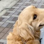 Zlatni retriever vrećica