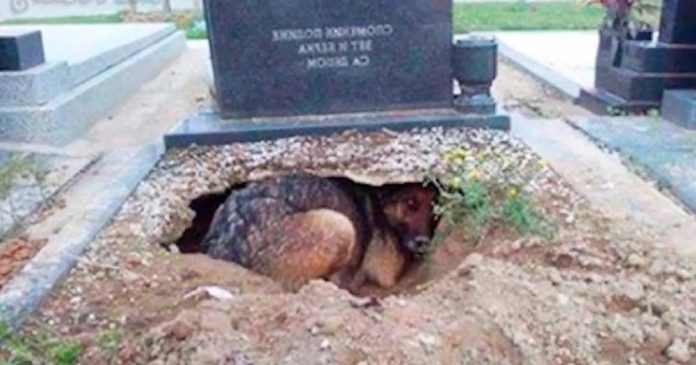 Ženka njemačkog ovčara iskopala jazbinu na grobu svog vlasnika