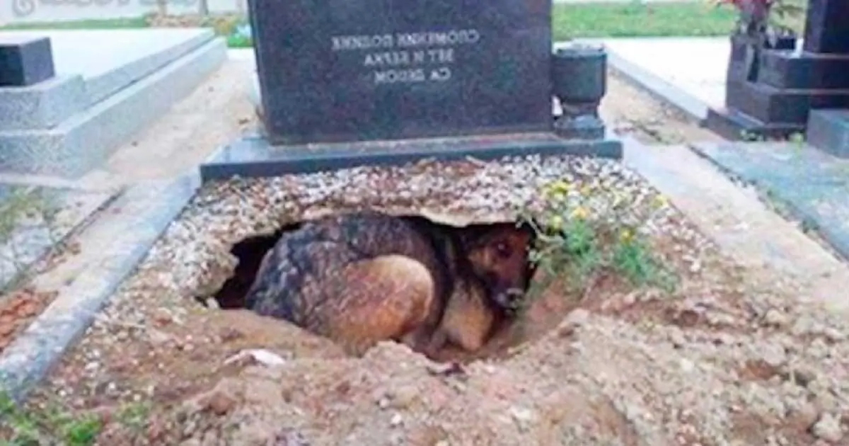 Ženka njemačkog ovčara iskopala jazbinu na grobu svog vlasnika