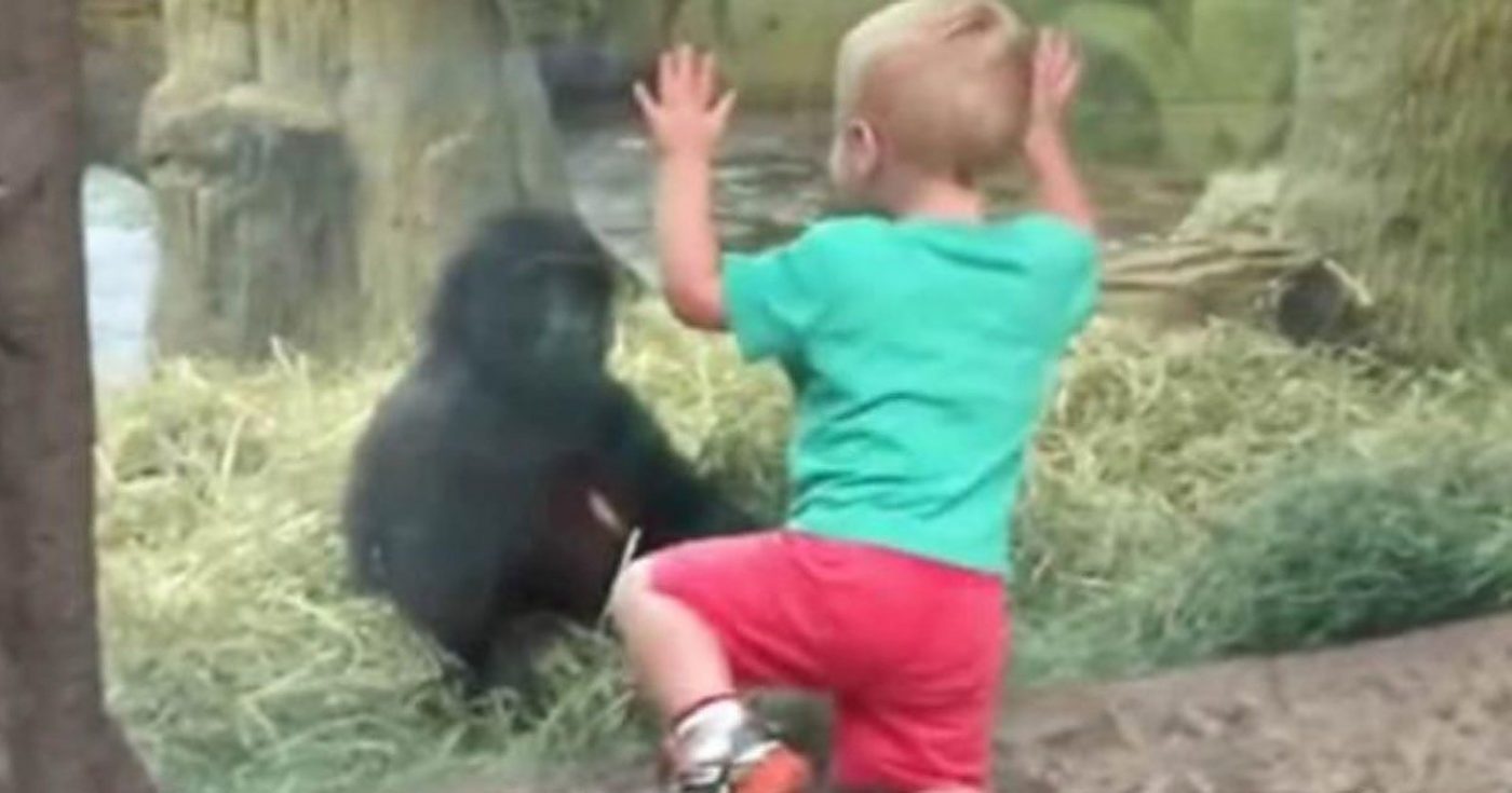 Dječak se približio bebi gorili, a onda je uslijedila najslađa stvar ikad
