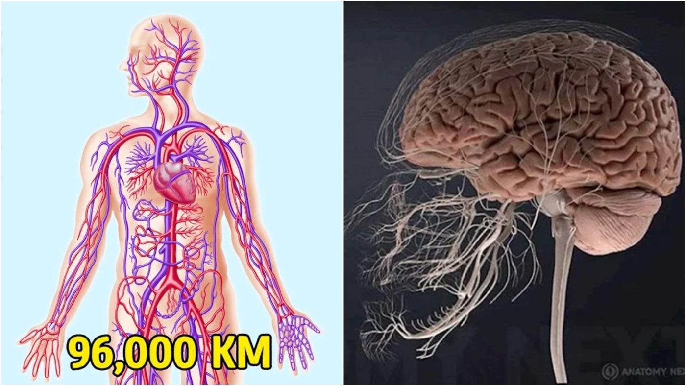 Zanimljivosti o ljudskom tijelu