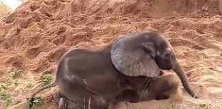 Krdo slonova je odbacilo bebu, no prihvatio ju je jedan neobičan prijatelj