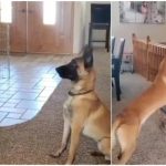 Pas zaigrao igru skrivača s malenom djevojčicom