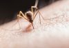Virus Zapadnog Nila potvrđen u Zagrebu, oglasilo se nadležno Ministarstvo Pojavio se virus kojeg prenose komarci: