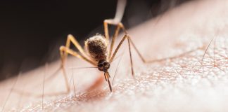 Virus Zapadnog Nila potvrđen u Zagrebu, oglasilo se nadležno Ministarstvo Pojavio se virus kojeg prenose komarci: