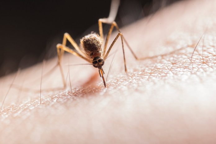 Pojavio se virus kojeg prenose komarci: