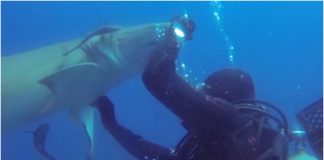 Morski pas se zahvalio roniocu koji mu je spasio život