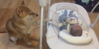 Ostavila je bebu s psom, a kad se vratila imala je što vidjeti