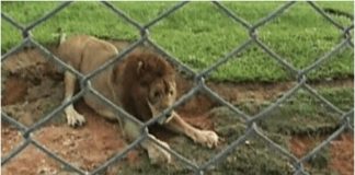 Lav je 13 godina proveo u kavezu