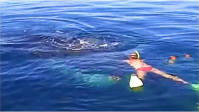 Obitelj je oslobodila zarobljenog kita