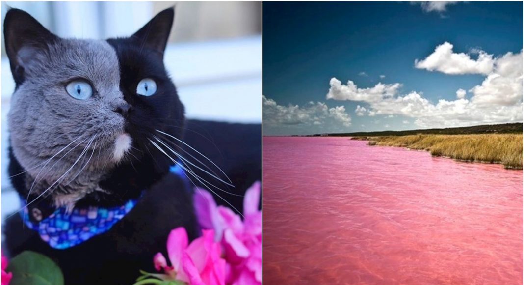 Remek djela iz prirode fotografije