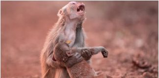 Fotografija uplakane majke majmunice je mnogima slomila srce