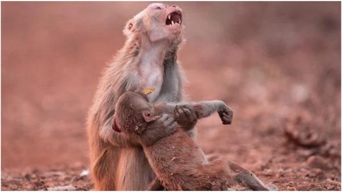 Fotografija uplakane majke majmunice je mnogima slomila srce