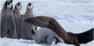 Bebe pingvini su bile u velikoj opasnosti, no stigao im je neočekivani pomoćnik