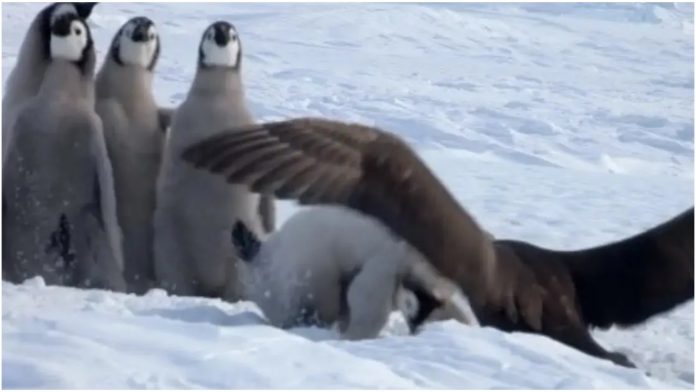 Bebe pingvini su bile u velikoj opasnosti, no stigao im je neočekivani pomoćnik