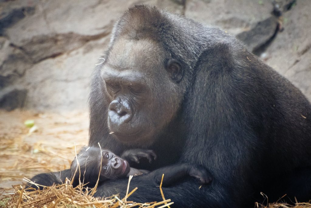 Mama gorila i beba