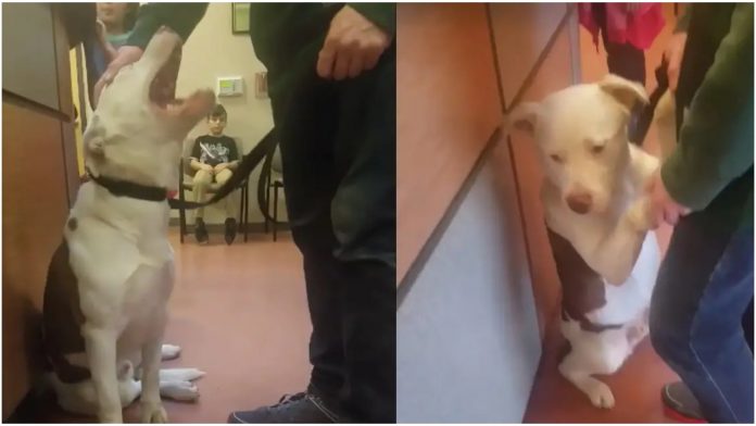 Vlasnici su odlučili predati psa u prihvatilište