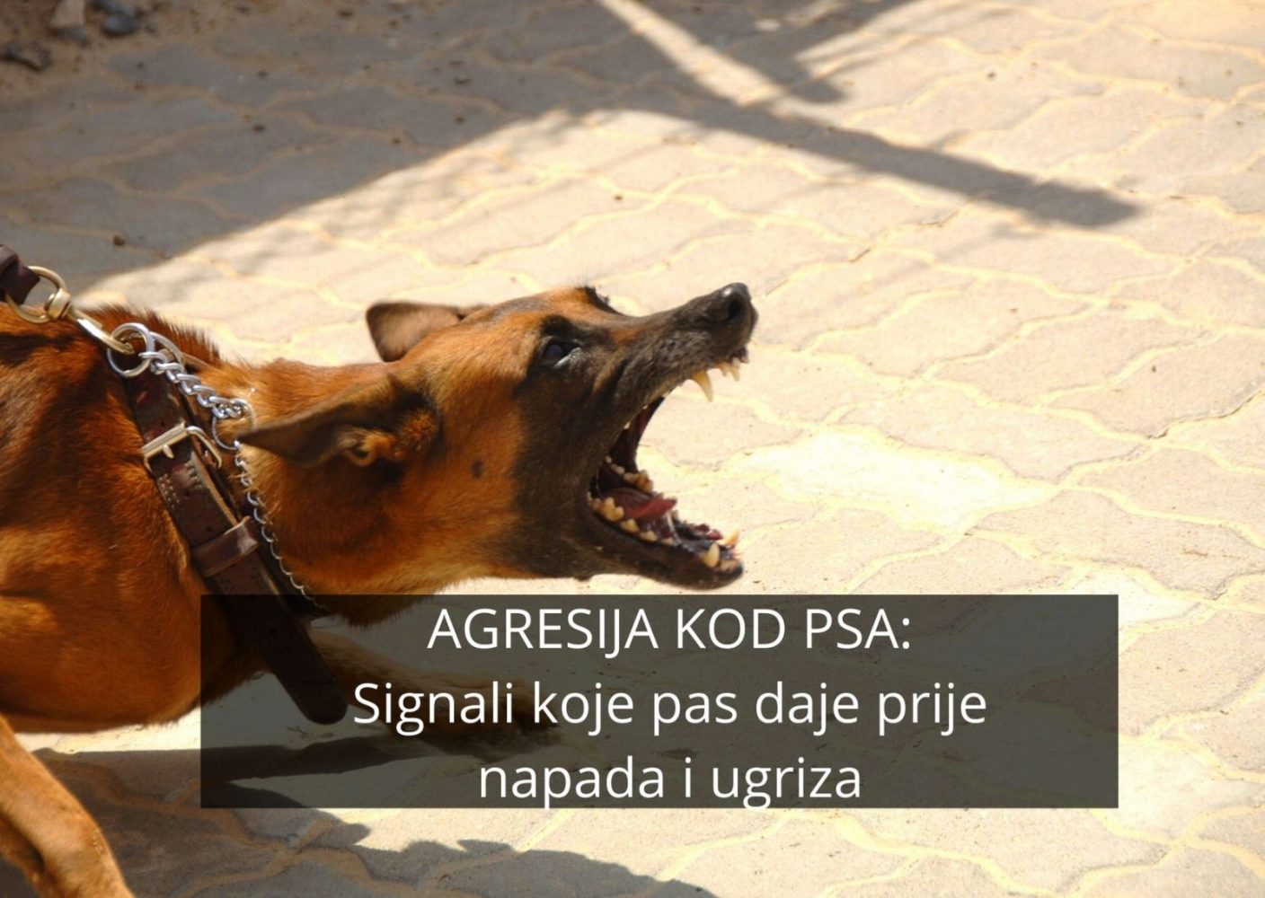 Agresija kod pasa