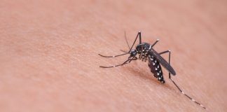 Zašto je Bog stvorio komarce?
