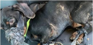Policajac pronašao psa zavezanog ljepljivom trakom
