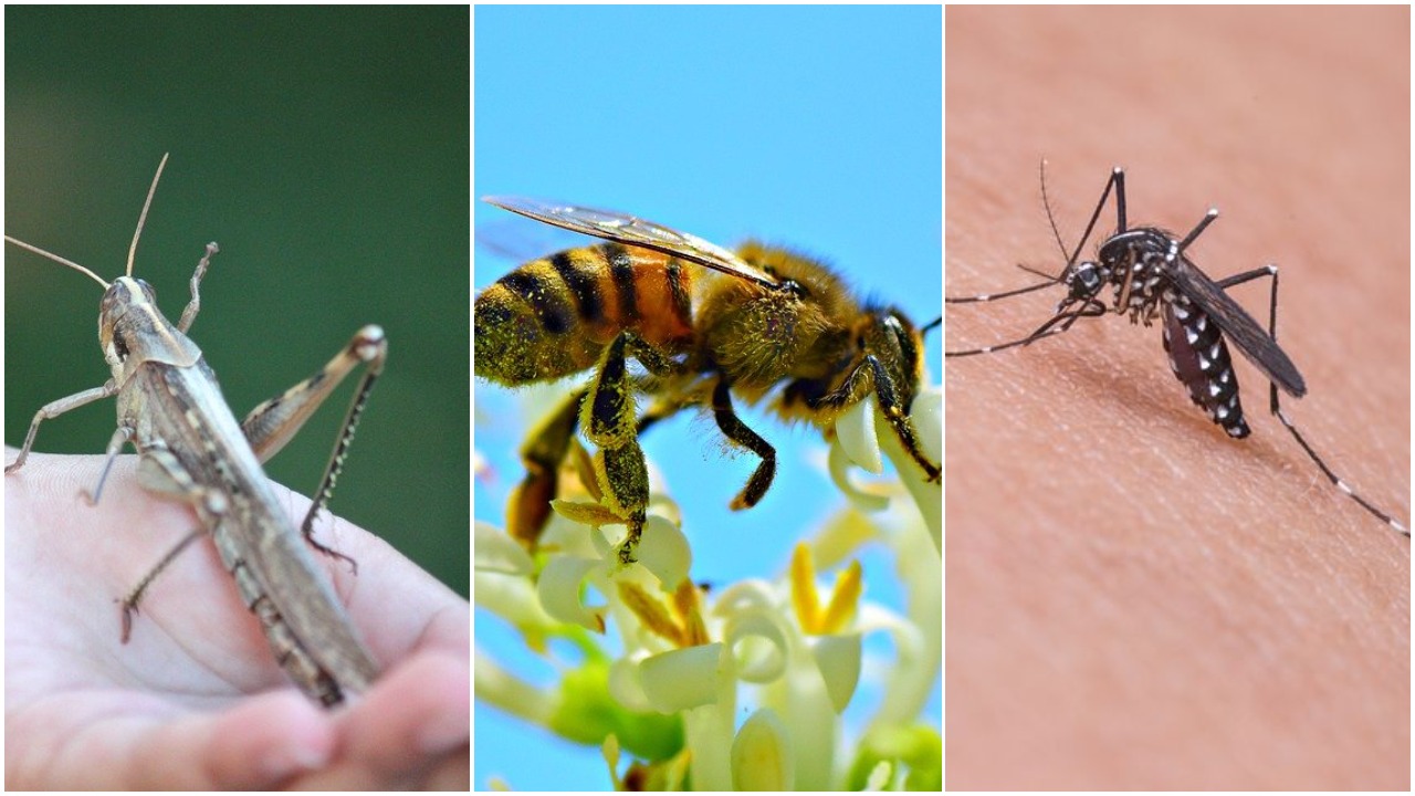 Koji se insekti spominju u Bibliji?