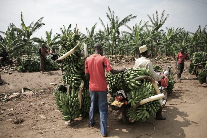 Uganda: Otac musliman ubio sina jer je odbio napustiti svoju vjeru u Isusa