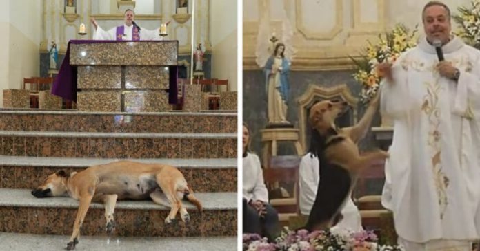 Ovaj svećenik dovodi na misu pse lutalice ... I ima jedan zahtjev za vjernike!