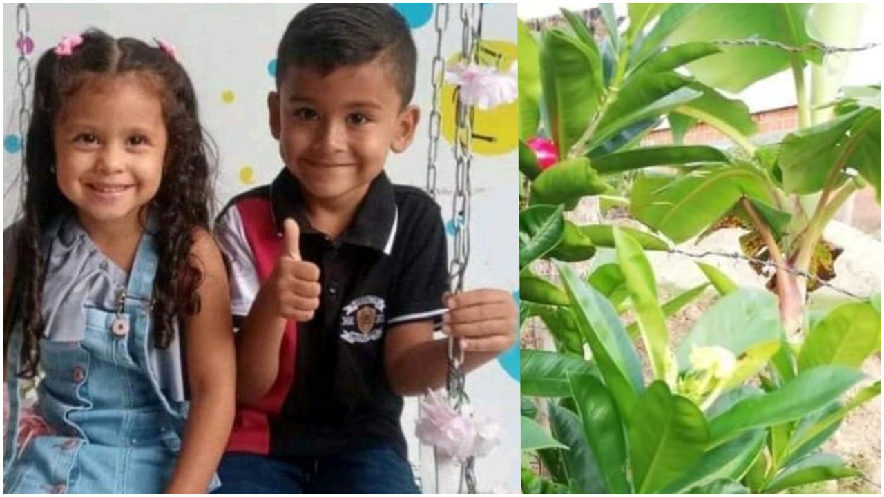 Brat i sestra preminuli nakon što su pojeli otrovno voće
