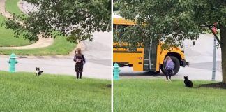 Ovaj mačak kao "anđeo čuvar" svaki dan prati djevojčicu do autobusa