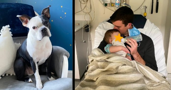 Pas nanjušio da je beba prestala disati i spasio joj je život