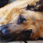 Žive li životinje vječno? Što se događa nakon njihove smrti?