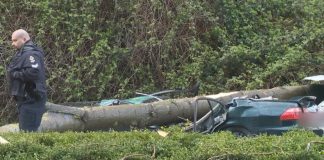 Obitelj, uključujući trudnicu, preživjela pad stabla na automobil