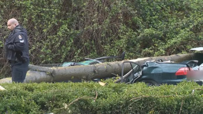 Obitelj, uključujući trudnicu, preživjela pad stabla na automobil