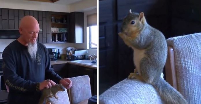 Provalnik je pokušao ući u kuću, a ova vjeverica je učinila nešto nevjerojatno