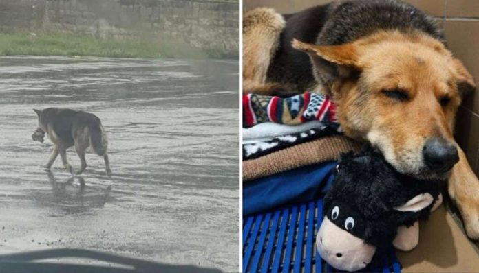 Pas je lutao ulicama s plišanom igračkom