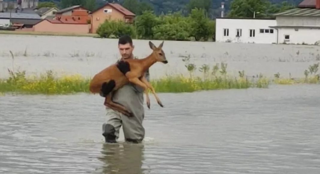 Srna je zapela u poplavi u Karlovcu