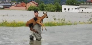 Srna je zapela u poplavi u Karlovcu