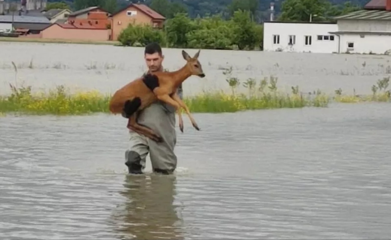 Srna je zapela u poplavi u Karlovcu