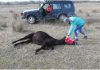 Veterinar oslobodio konja
