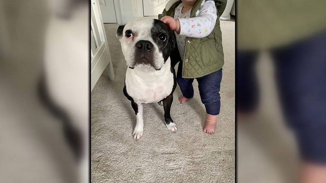 Pas proglašen herojem nakon što je upozorio vlasnike da njihovoj bebi treba pomoć