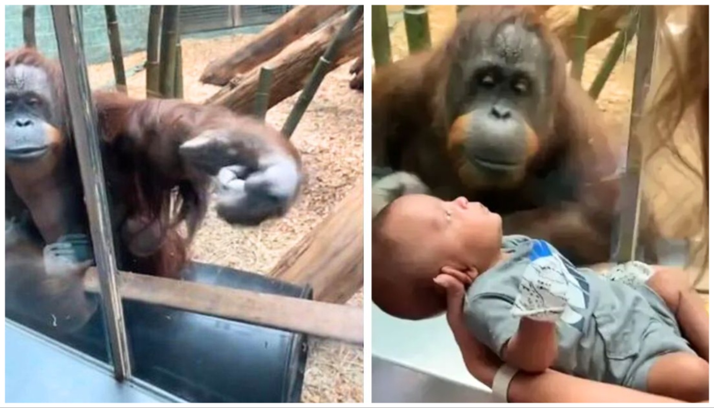 Majmun je želi da mu mlada majka približi bebu