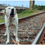 Pas na povodcu je čavlom bio pričvršćen za tračnice
