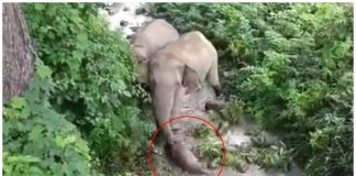 Slonica pokušava oživjeti mrtvo mladunče