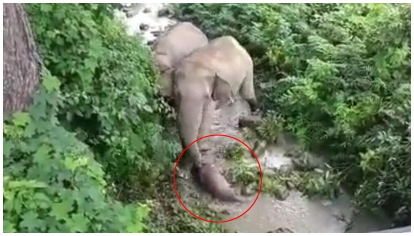 Slonica pokušava oživjeti mrtvo mladunče