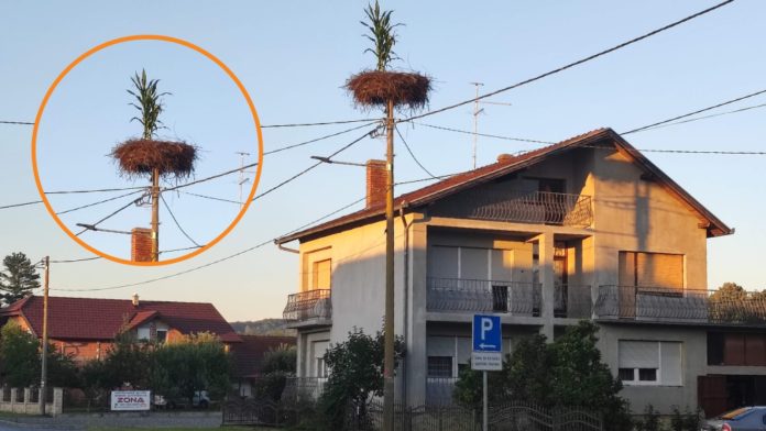 Roda posadila kukuruz u gnijezdu