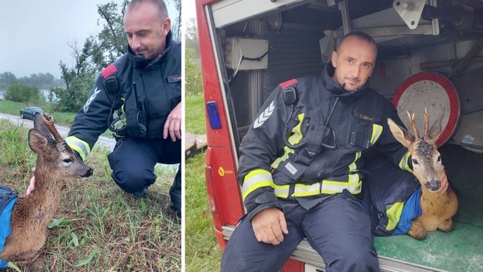 Vatrogasac spasio srndaća