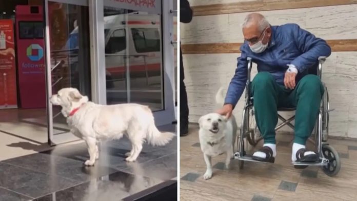 Vjerni pas proveo je 6 dana ispred bolnice čekajući bolesnog vlasnika